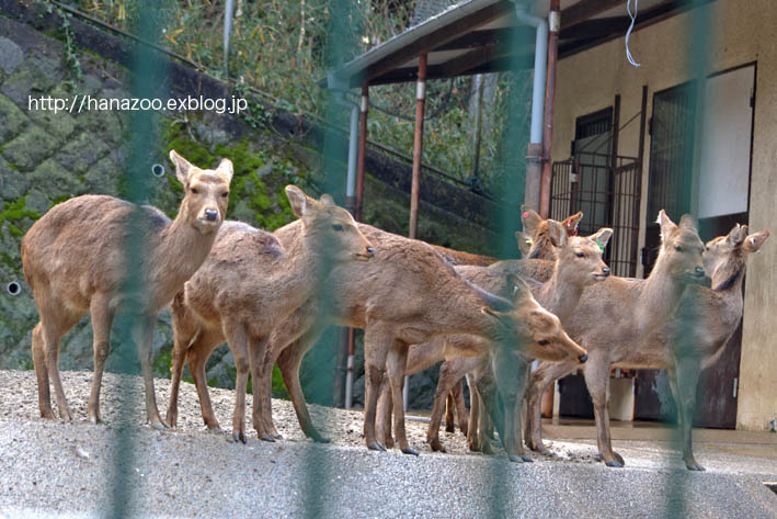 睦まじいツシマジカ（福岡市動物園）_b0245634_22033404.jpg