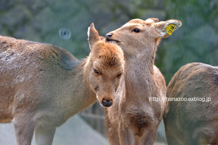 睦まじいツシマジカ（福岡市動物園）_b0245634_22093011.jpg