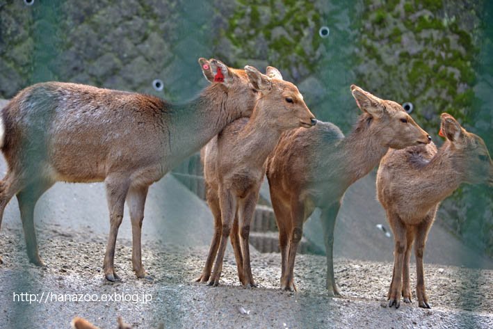 睦まじいツシマジカ（福岡市動物園）_b0245634_22113414.jpg