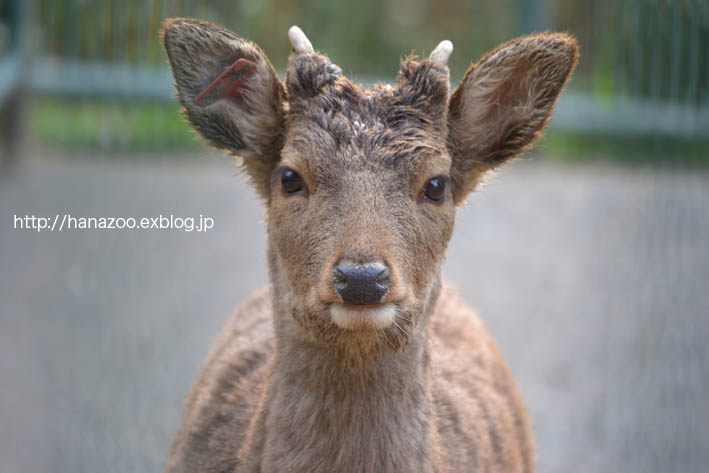 睦まじいツシマジカ（福岡市動物園）_b0245634_22125169.jpg