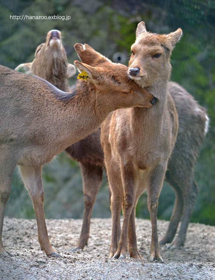 睦まじいツシマジカ（福岡市動物園）_b0245634_22150538.jpg