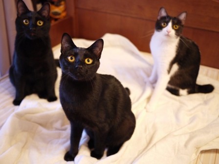 いろいろなお手伝い猫 ぎゃぉすてぃぁらみるきぃ編。_a0143140_21411288.jpg