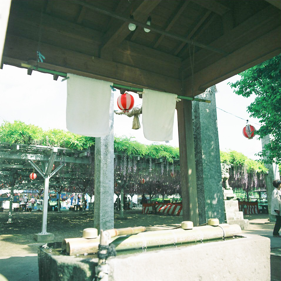 大中臣神社の将軍藤（5月1日）　*4_e0262941_981066.jpg