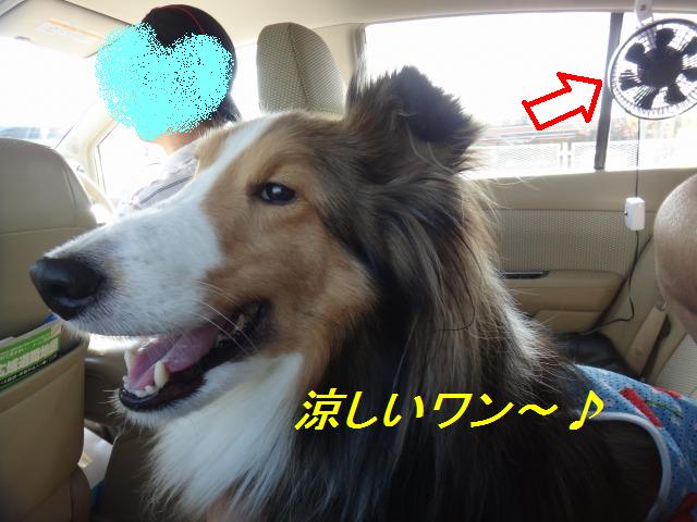 お弁当持って遠足だ@湘南♪_e0195743_10324155.jpg