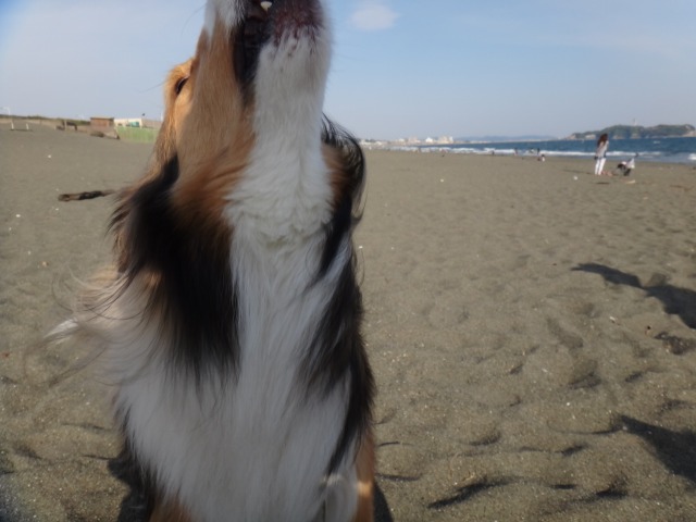 お弁当持って遠足だ@湘南♪_e0195743_1042580.jpg