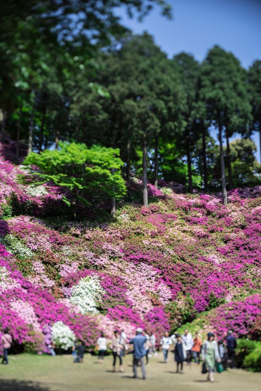 大興善寺 ～ 一目一万本 への道_f0002946_14390349.jpg