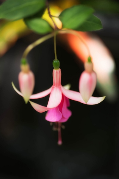 Fuchsia hybrida_d0242148_13445160.jpg