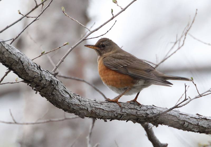 今日の鳥　　２０１４年５月５日（月曜日　こどもの日）_d0171050_18221043.jpg