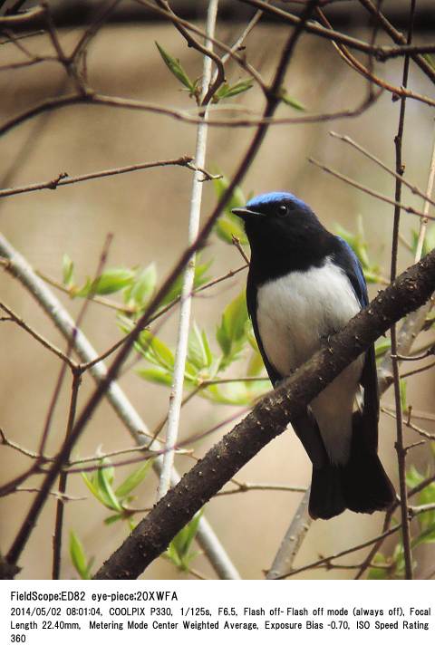 2014.5.2(3) 軽井沢・野鳥の森_c0062451_82297.jpg