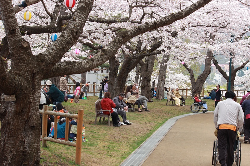 ２０１４（平成26年）　函館公園の桜　１_b0250154_20294586.jpg