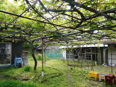 水源キウイ 5月4日開花宣言 今年も元気な花が咲きました!!_a0254656_17593734.jpg