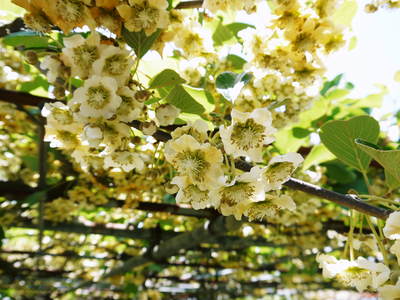 水源キウイ　5月4日開花宣言　今年も元気な花が咲きました!!_a0254656_1839094.jpg