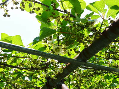 水源キウイ 5月4日開花宣言 今年も元気な花が咲きました!!_a0254656_18432295.jpg