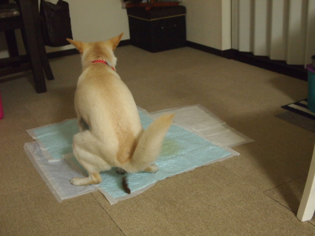 c0299657_22471633.jpg