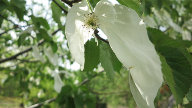 県植物園_d0217060_1038865.jpg