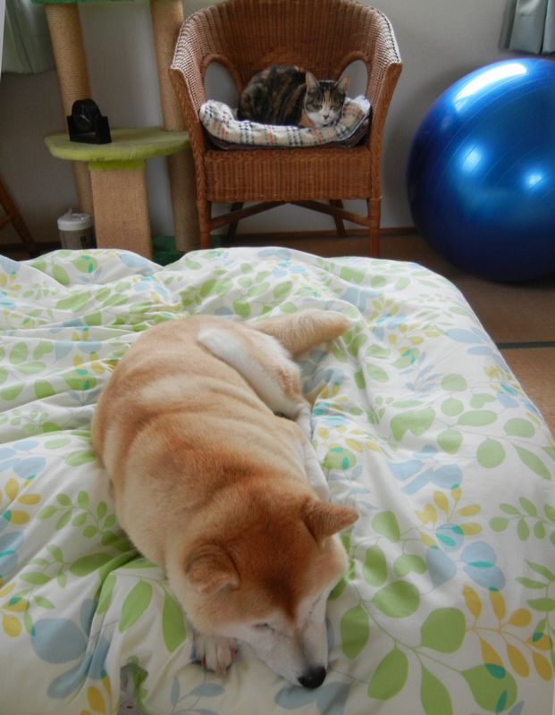’14,5,5(月)地震と子供の日と雨!_f0060461_1111483.jpg