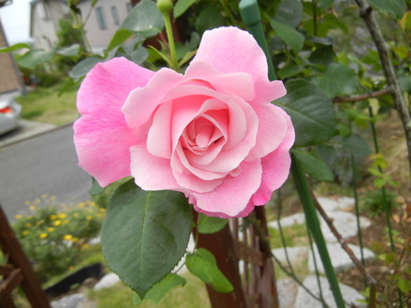 ’14,5,5(月)地震と子供の日と雨!_f0060461_11125419.jpg