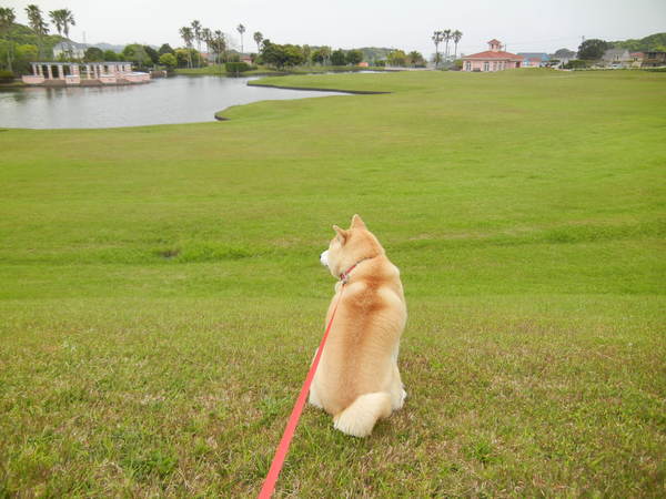 ’14,5,5(月)地震と子供の日と雨!_f0060461_1134162.jpg