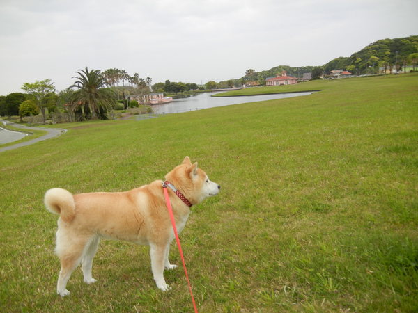 ’14,5,5(月)地震と子供の日と雨!_f0060461_113630.jpg