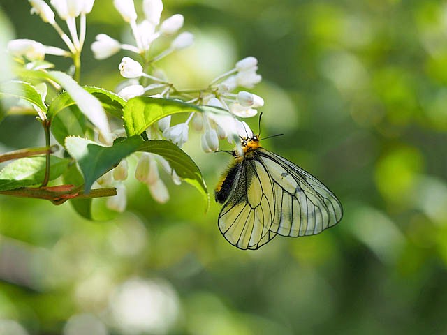 アゲハ６種（５月上旬　埼玉県）_f0199866_8563468.jpg