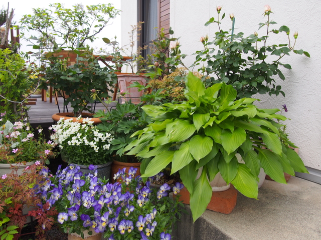 b0194267_1512591.jpg