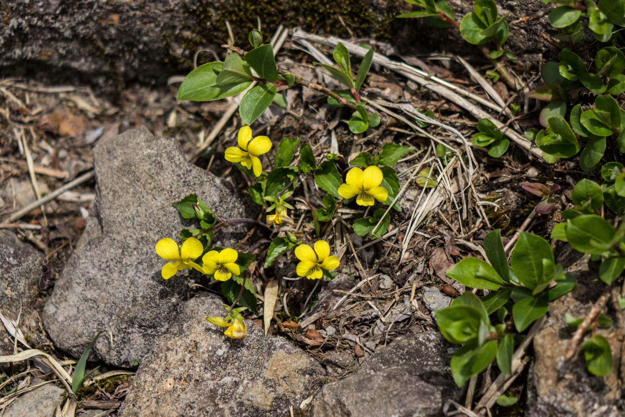 吾妻山の花々_e0015567_20274037.jpg