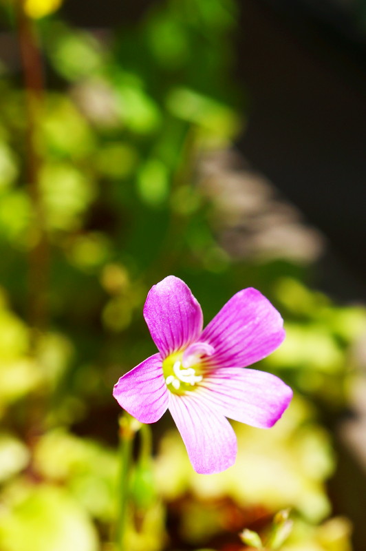 14.05.05 初夏の花～♪♪（わたしのお気に入り～♪）_e0240573_742794.jpg