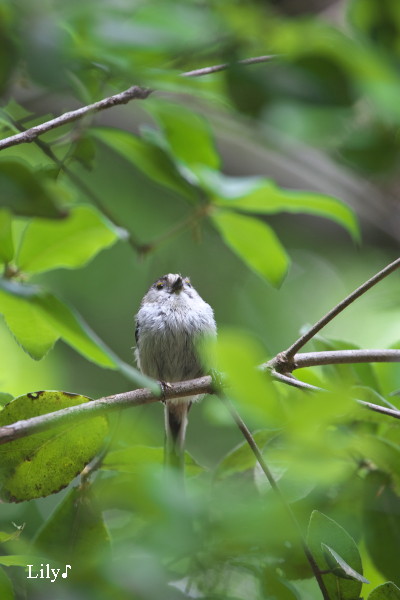 愛らしい声 ♪ 鳥天使エナガ_e0166574_21125426.jpg