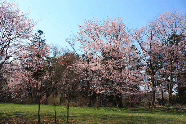 お花見_f0101174_07535738.gif