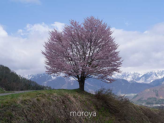 白馬周辺の一本桜_c0085877_16481117.jpg