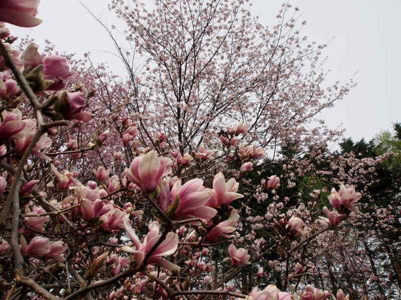 平岡梅林・紅桜公園・北大　０５０５(こどもの日)_c0183777_19365993.jpg