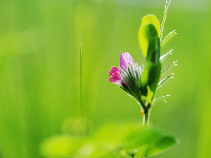 足元の小さな花たち　１_d0316677_16043369.jpg