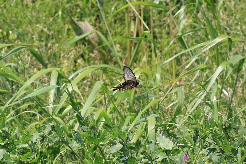 c0313378_09083326.jpg