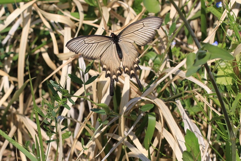 c0313378_09083364.jpg