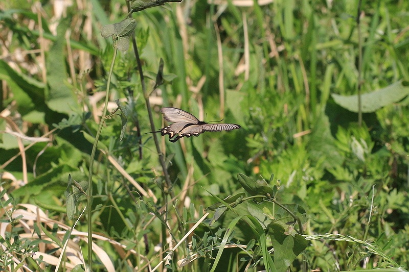 c0313378_09083387.jpg