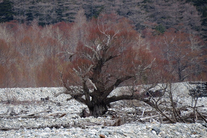 c0313378_13350705.jpg