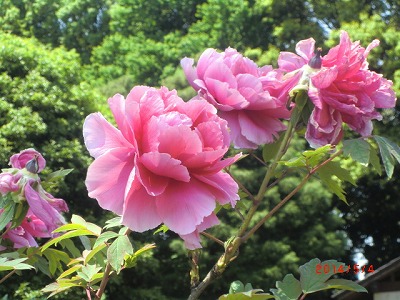 a0185783_12134044.jpg
