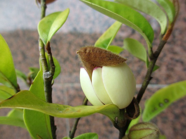 カラタネオガタマ の んびり