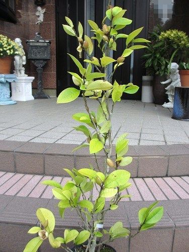 カラタネオガタマ : の～んびり！！