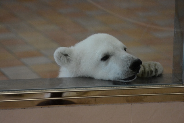 ２０１４年４月　白浜パンダ見隊　その５ クマちゃん朝のミルクタイム_a0052986_22192213.jpg