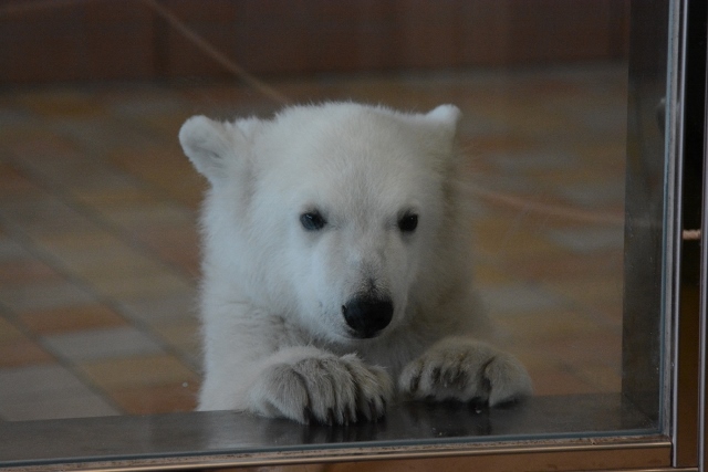 ２０１４年４月　白浜パンダ見隊　その５ クマちゃん朝のミルクタイム_a0052986_2219979.jpg