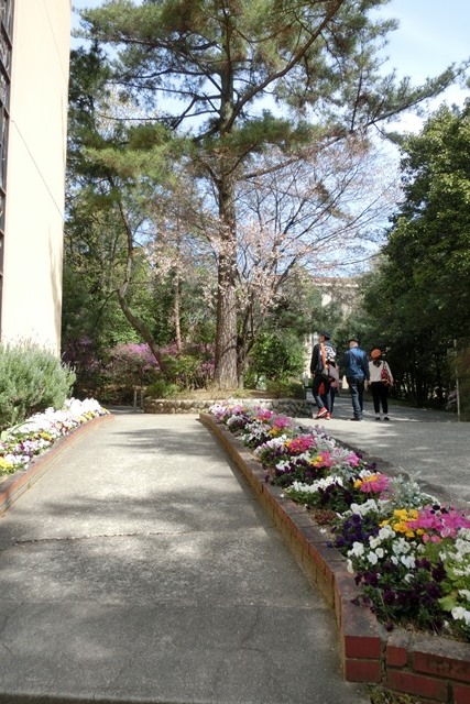 素敵な大学神戸女子学院大学で春の美しさ満喫、伝統ある大学の貴重な遺産観光資源として活用街づくり計画_d0181492_892376.jpg