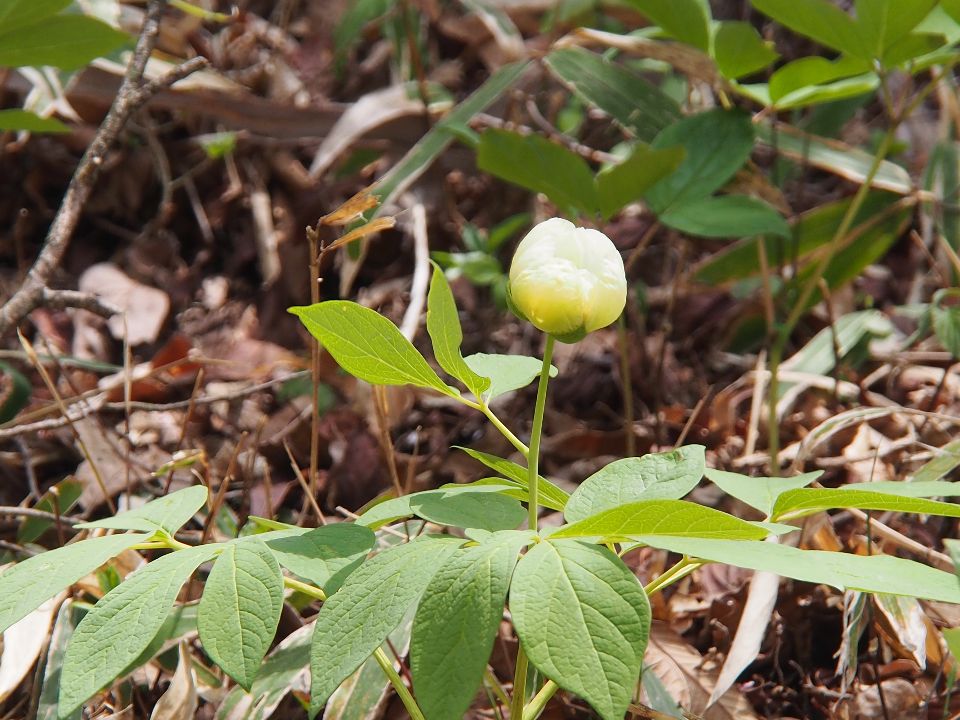 2014/05/03#24　人の方が多かった花の金剛山へ　快晴　3名_c0134193_18494740.jpg