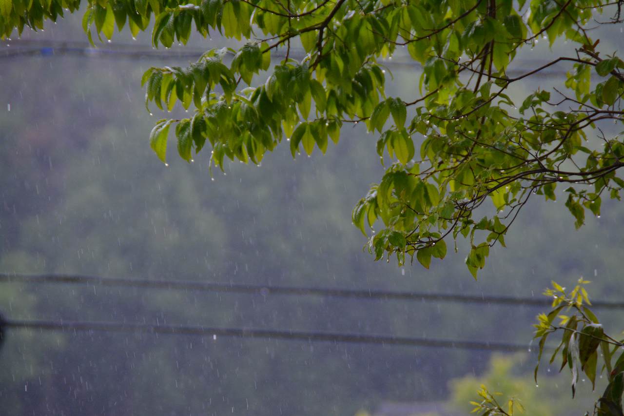 雨の一日_c0265095_20594837.jpg