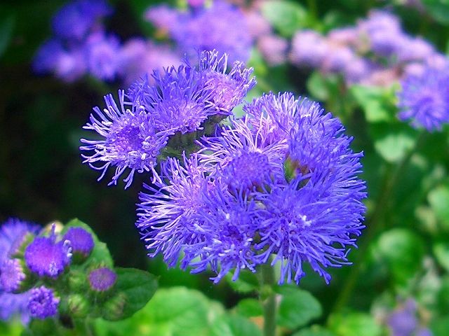 素敵な花輪(薔薇 アザミ シャムロックの葉 蓮の花)100年以上前の2アンナ銀貨 pause】 『8月のお花 Vol.14』 夏の終わりを迎えるにあたり