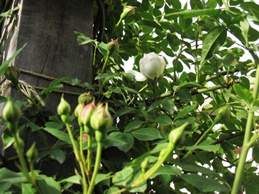 c0117898_22474621.jpg