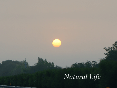 b0162000_05092609.gif