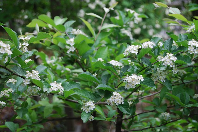 カマツカ と 白い小花 雑木林の家から Nishio