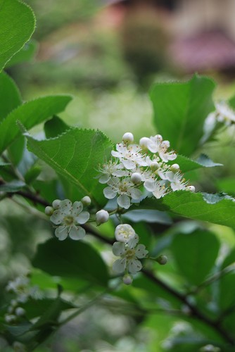c0124100_18175578.jpg