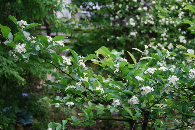 c0124100_181848.jpg